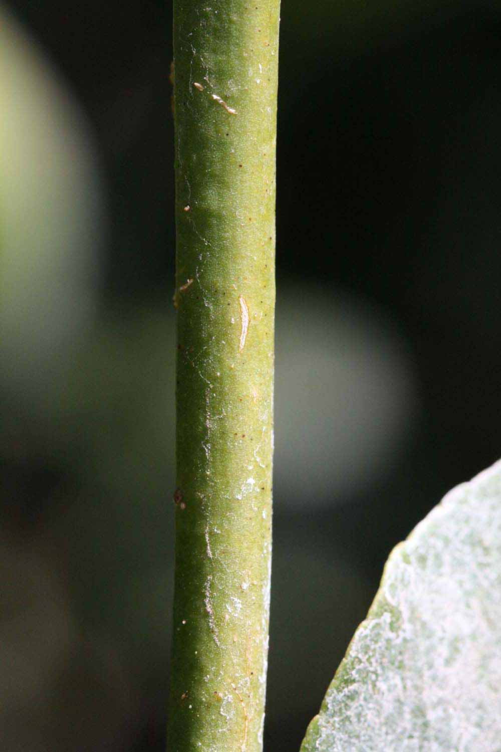              First year twig (Riverside, CA)       